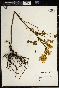 Thalictrum dioicum image