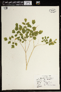 Thalictrum dioicum image