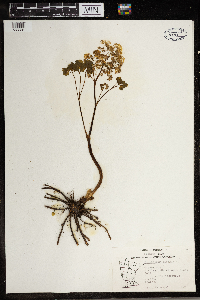 Thalictrum dioicum image