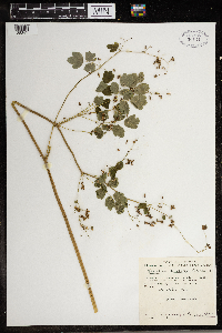Thalictrum dasycarpum image