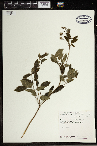 Thalictrum dasycarpum image