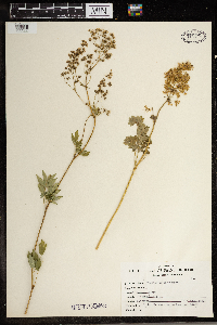 Thalictrum dasycarpum image