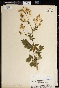 Thalictrum dasycarpum image