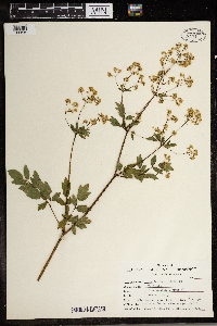 Thalictrum revolutum image