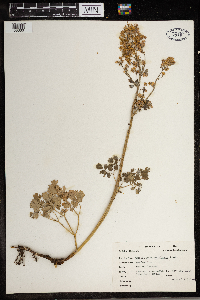 Thalictrum venulosum image