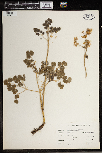 Thalictrum venulosum image