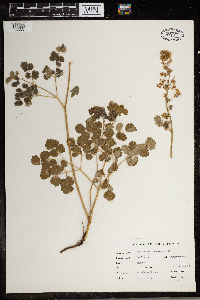 Thalictrum venulosum image