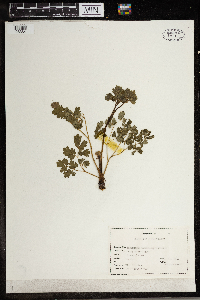 Thalictrum venulosum image