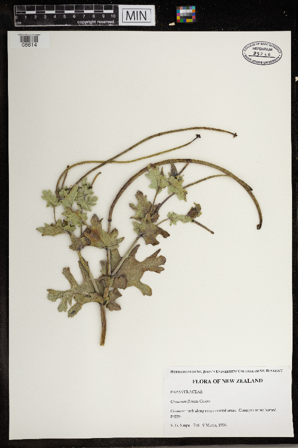 Glaucium flavum image