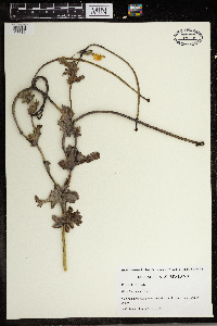 Glaucium corniculatum image