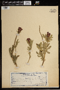 Image Associated With the Occurrence