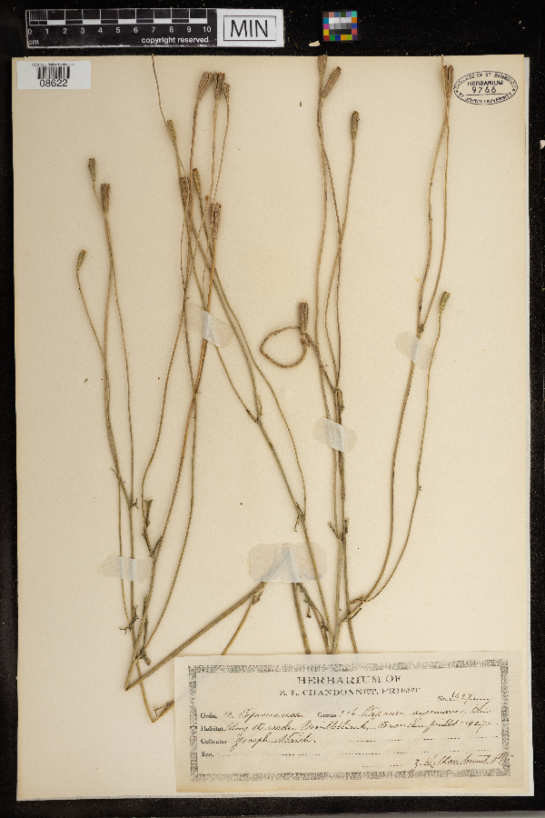 Papaver argemone image