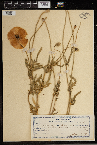 Image Associated With the Occurrence