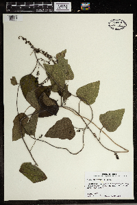 Cocculus carolinus image