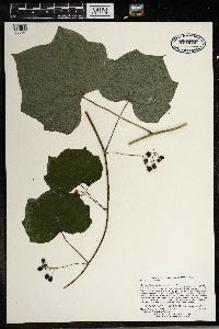 Menispermum canadense image