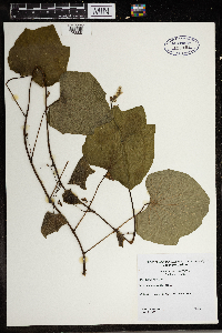 Menispermum canadense image