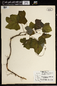 Menispermum canadense image