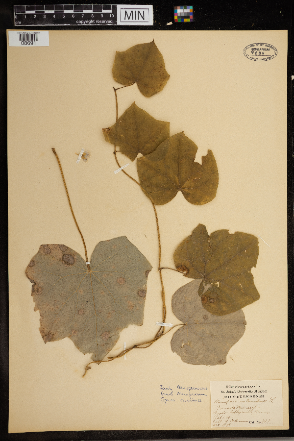 Menispermum canadense image