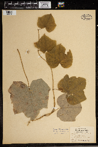 Menispermum canadense image