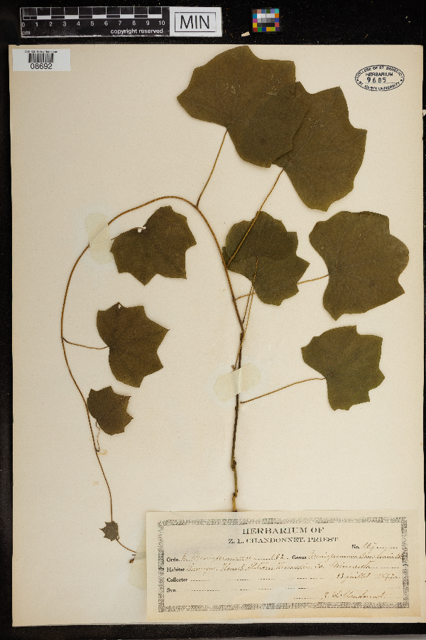 Menispermum canadense image