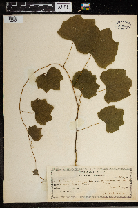 Menispermum canadense image