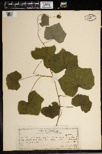 Menispermum canadense image