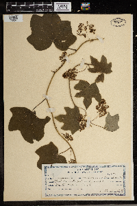 Menispermum canadense image