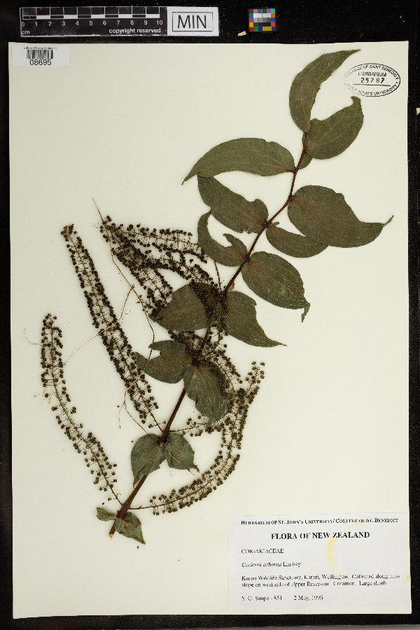Coriariaceae image