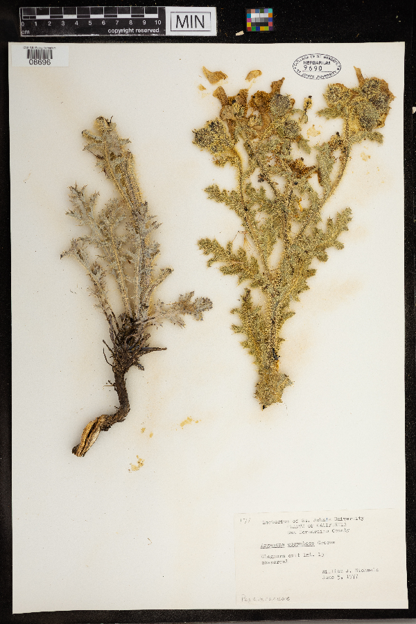 Argemone corymbosa image