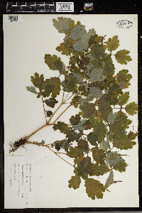Chelidonium majus image