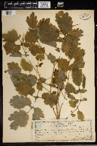 Chelidonium majus image