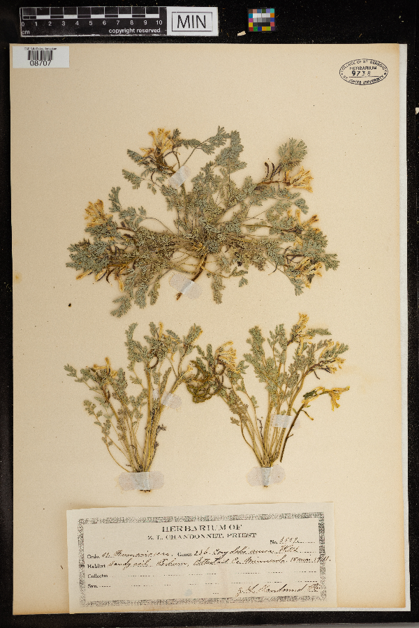 Corydalis image