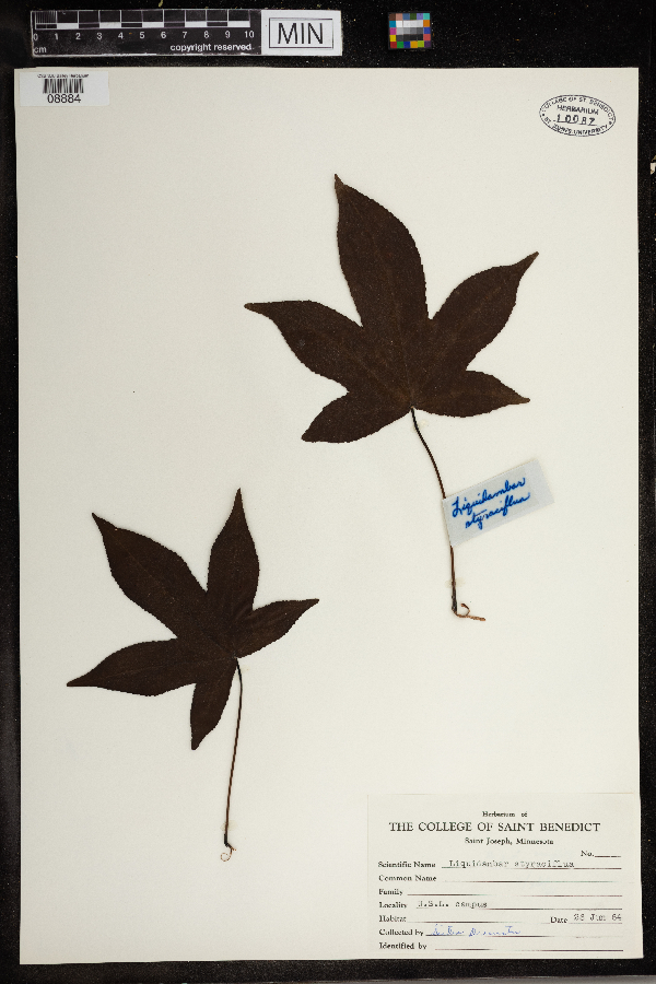 Liquidambar styraciflua image