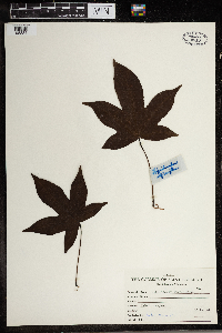 Thumbnail image of current specimen