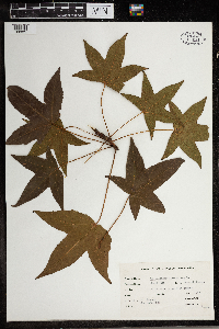 Thumbnail image of current specimen