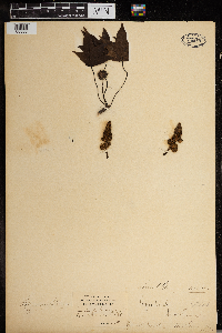 Thumbnail image of current specimen