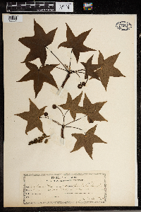 Thumbnail image of current specimen