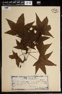 Thumbnail image of current specimen