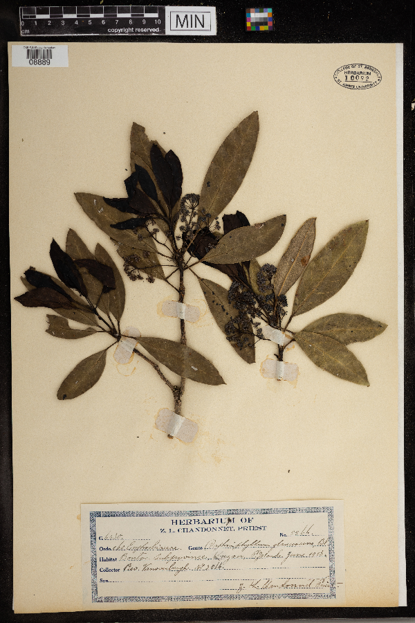 Daphniphyllum glaucescens image