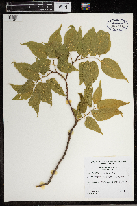 Celtis occidentalis image