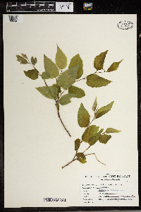 Celtis occidentalis image