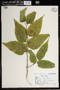 Celtis occidentalis image