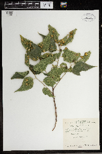 Celtis occidentalis image