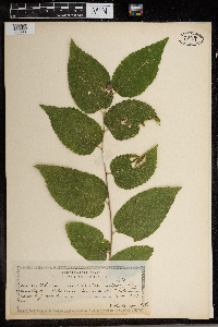 Media resource of Celtis occidentalis