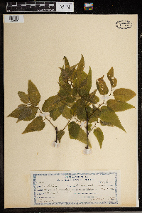 Celtis occidentalis image