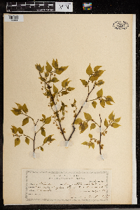 Celtis occidentalis image