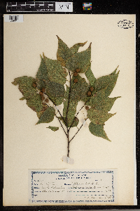 Celtis occidentalis image