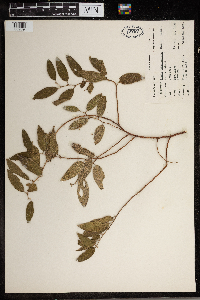 Trema lamarckiana image