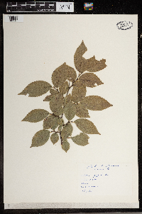 Ulmus pumila image