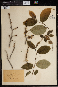 Ulmus rubra image